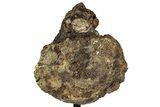 Long Allosaurus Caudal Vertebra With Stand - Wyoming #325124-3